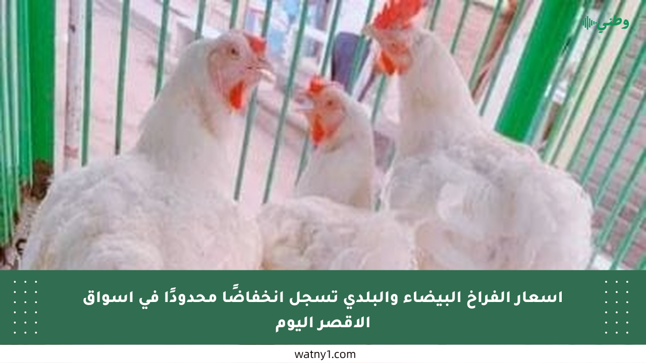 أسعار الفراخ البيضاء والبلدي تسجل انخفاضًا محدودًا في أسواق الأقصر اليوم